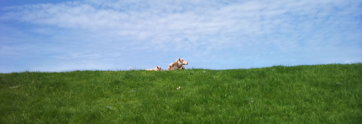 <p>Schapen op de dijk. - Foto: Xperia2day via Flickr</p>
