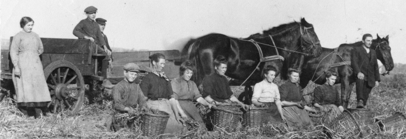 Aardappelen rooien in Kropswolde, ca. 1920-1935. Foto: www.beeldbangroningen.nl (818-08092)