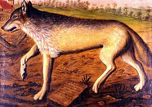<p>De laatste wolf van Jeverland, een streek in Oost-Friesland. Deze werd op 20 november 1738 geschoten en daarna levensgroot geportretteerd. - Collectie en foto: Schlossmuseum Jever.</p>
