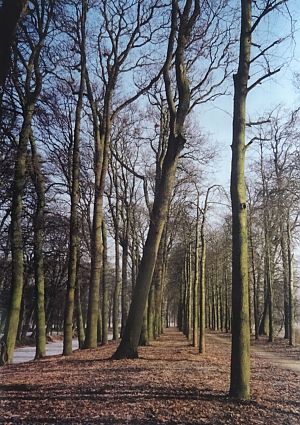 <p>Dikke aik in Singel van Menkemab&ouml;rg. - Foto: K. Luchtenberg</p>
