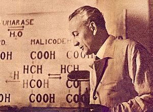 <p>Albert Szent-Gy&ouml;rgyi, 1937. - Foto: Wikimedia Commons</p>
