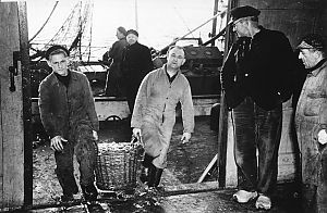<p>Aanvoer van vis in de vishal. - Foto: collectie Jan van der Veen</p>
