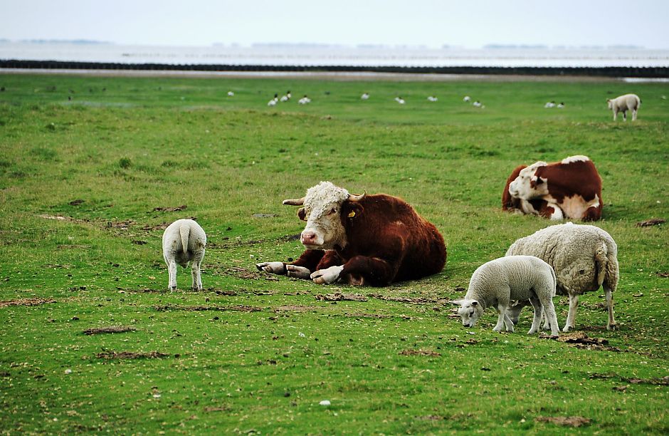 <p>Koeien en schapen grazen ook vandaag nog in de Groninger kwelders, zoals hier bij Westpolder. &ndash; Foto: Froukje Kist</p>
