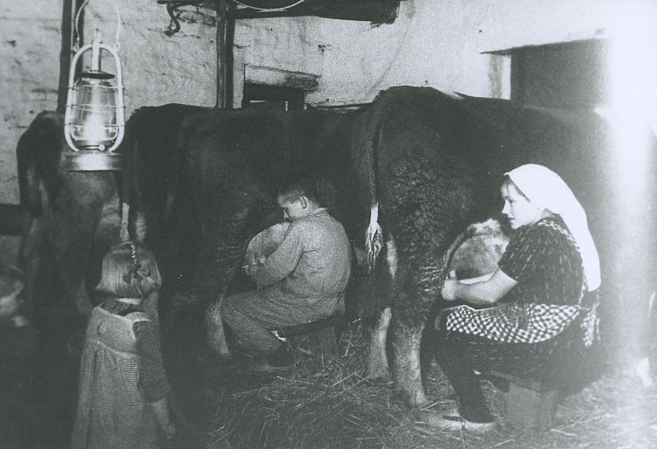 <p>Het melken van koeien in de schuur bij het licht van een lantaarn. &ndash; Foto: maker onbekend, collectie Streekhistorisch Centrum Stadskanaal</p>
