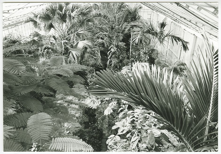 <p>De tropische kas in de Hortus te Haren. - Foto Elmer Spaargaren, Groninger Archieven</p>
