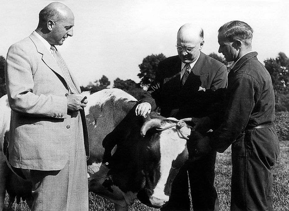 <p>Minister van Landbouw Sicco Mansholt (links) beoordeelt met zijn Amerikaanse collega Brannan en een Noord-Brabantse boer een koe, 1951. &ndash; Foto uit <em>Mansholt. Een biografie</em> van Johan Van Merri&euml;nboer</p>
