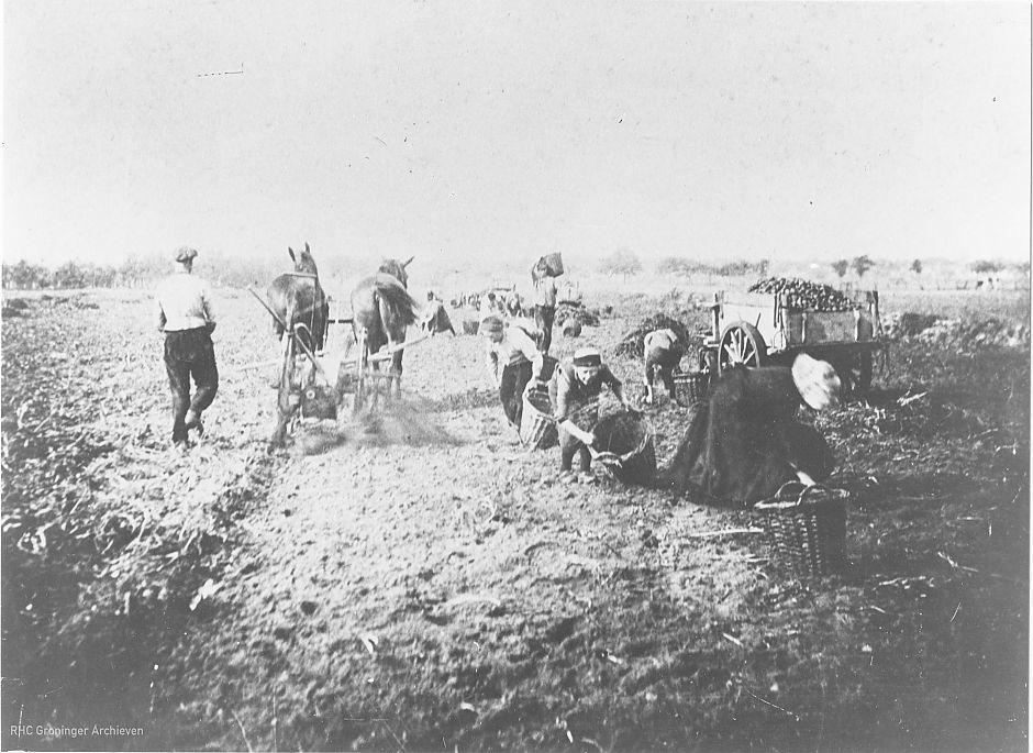 <p>Een zogenaamde &#39;werpradrooier&#39; tilt de aardappelen uit de grond, maar de knollen moeten nog met de hand worden geraapt en gescheiden van het loof. - Foto: ca 1895, collectie Groninger Archieven</p>
