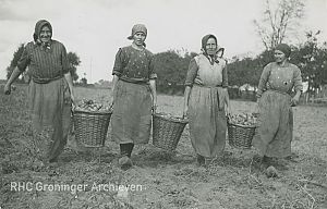 Aardappelen rooien ten zuiden van Zuidlaren, ca 1940. - Foto: Noord-Nederlands Persfotobureau Folkers, www.beeldbankgroningen.nl (818-19400)