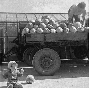 Een vrachtwagen geladen met kool, ca. 1955-1960. - Foto: Historische Vereniging gemeente Bedum (090239)