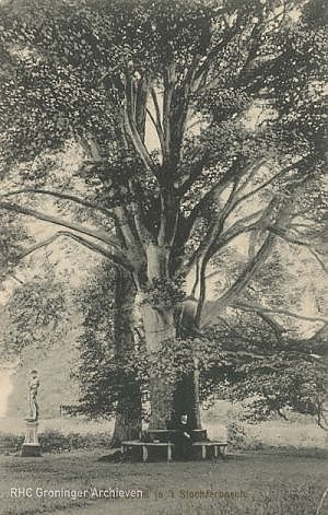 <p>De Kinderboom of Dikke Boom, met Flora ernaast. - Ansicht uit 1910, Collectie Groninger Archieven</p>
