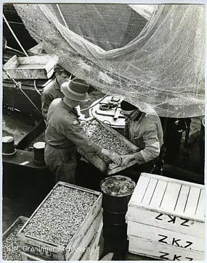 Mannen tillen een bak garnalen vanaf het dek van een afgemeerde vissersboot in de haven van Zoutkamp, 1967. - Foto: John Stoel, www.beeldbankgroningen.nl (2138-1292)